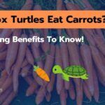 Can Box Turtles Eat Carrots? 7 Amazing Benefits To Know!