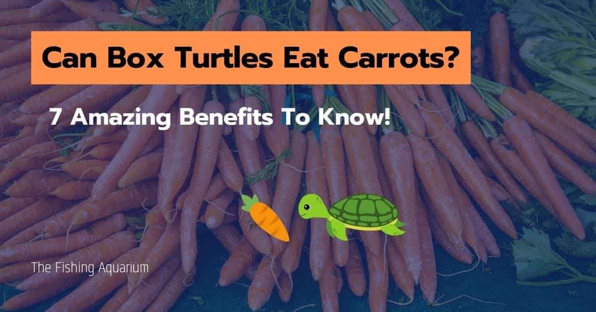 Can Box Turtles Eat Carrots