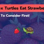 Can Box Turtles Eat Strawberries