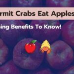 Can Hermit Crabs Eat Apples? 7 Surprising Benefits To Know!
