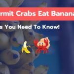 Can Hermit Crabs Eat Bananas? 7 Benefits You Need To Know!
