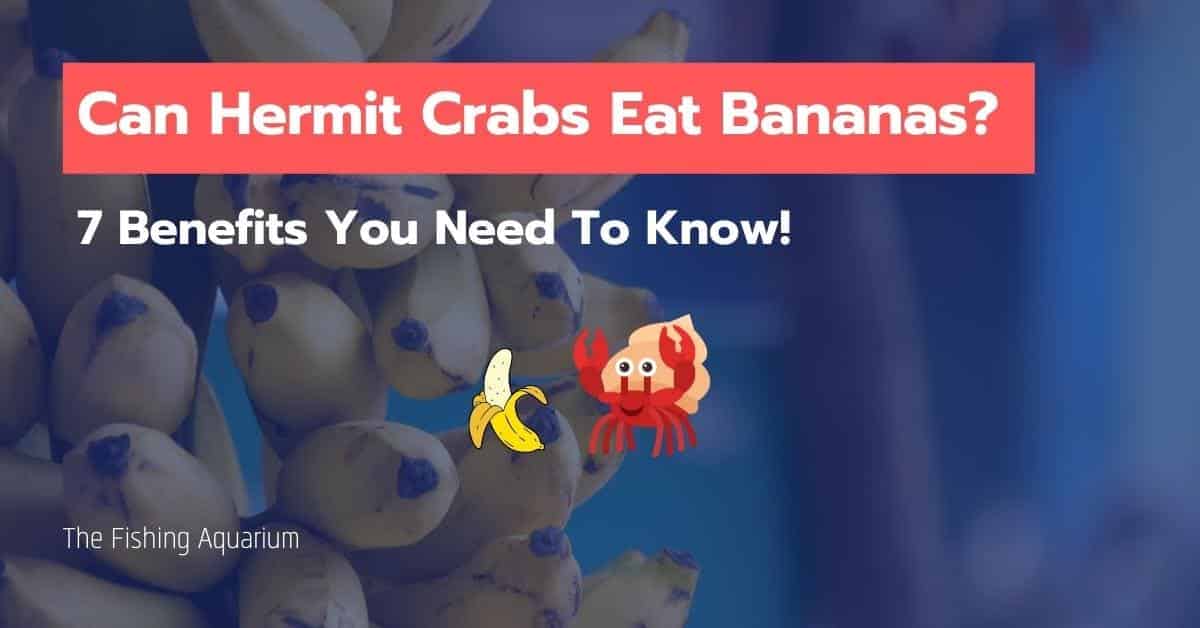 Can Hermit Crabs Eat Bananas