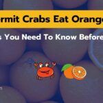 Can Hermit Crabs Eat Oranges