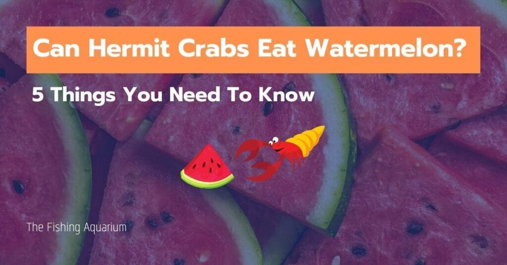 Can Hermit Crabs Eat Watermelon