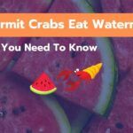 Can Hermit Crabs Eat Watermelon