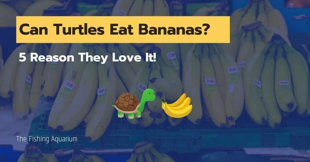 Can Turtles Eat Bananas
