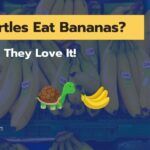 Can Turtles Eat Bananas? 5 Reasons Why They Love It!