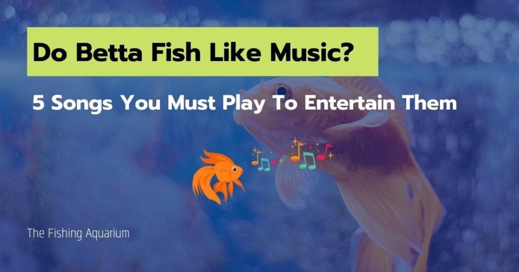 Do Betta Fish Like Music