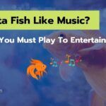Do Betta Fish Like Music