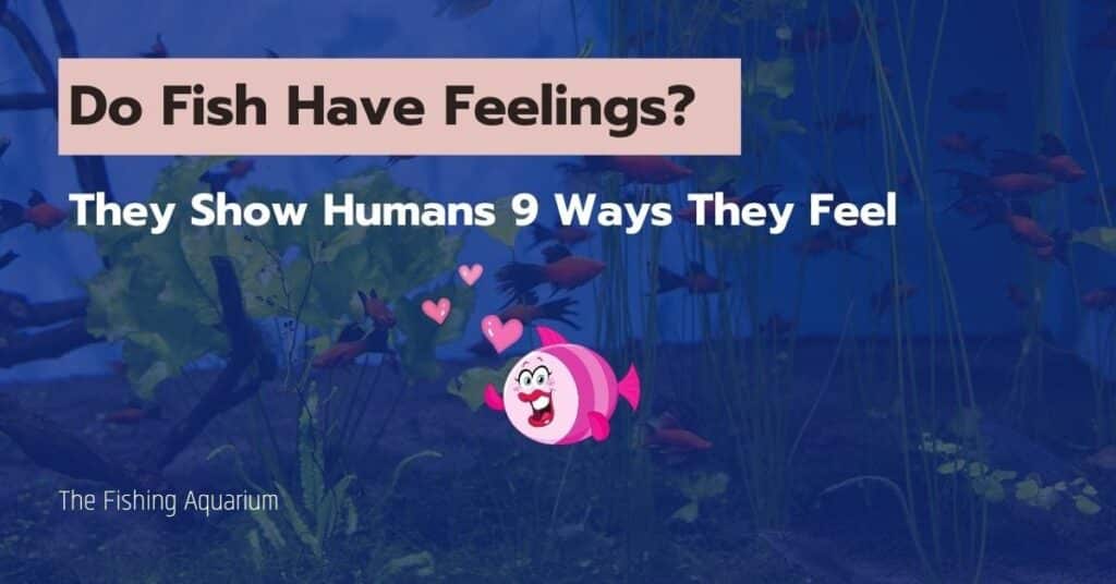 Do Fish Have Feelings