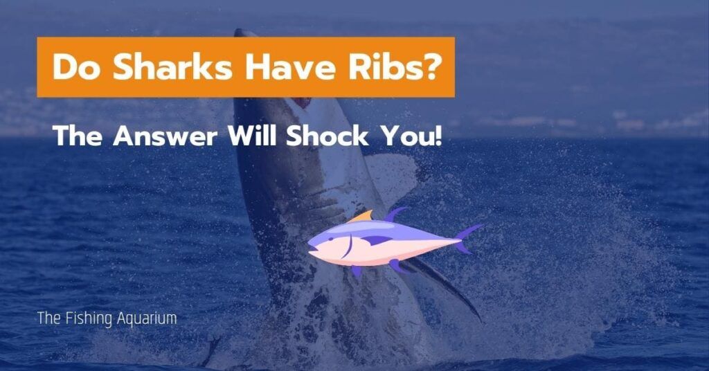 Do Sharks Have Ribs
