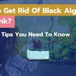 How To Get Rid Of Black Algae In Fish Tank