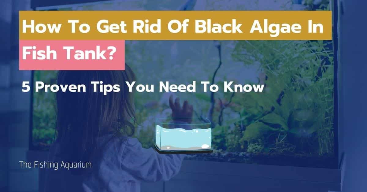 How To Get Rid Of Black Algae In Fish Tank