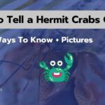How To Tell a Hermit Crabs Gender [3 Ways To Know + Pics]