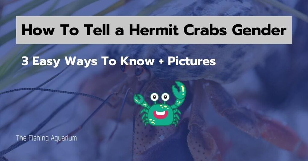 How To Tell a Hermit Crabs Gender [3 Ways To Know + Pics]