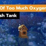 Signs Of Too Much Oxygen In a Fish Tank
