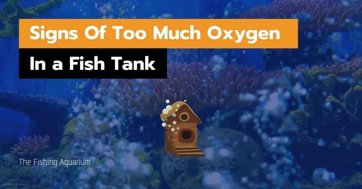 9 Signs Of Too Much Oxygen In a Fish Tank [and What To Do]