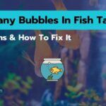 Too Many Bubbles In Fish Tank
