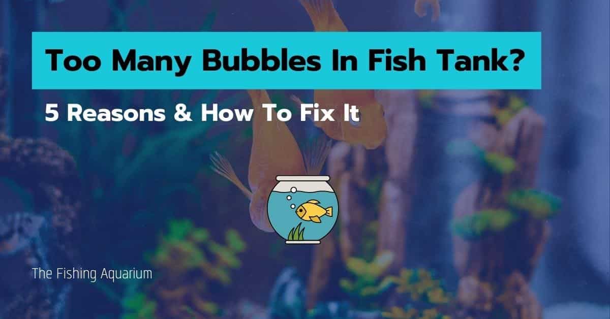 Too Many Bubbles In Fish Tank