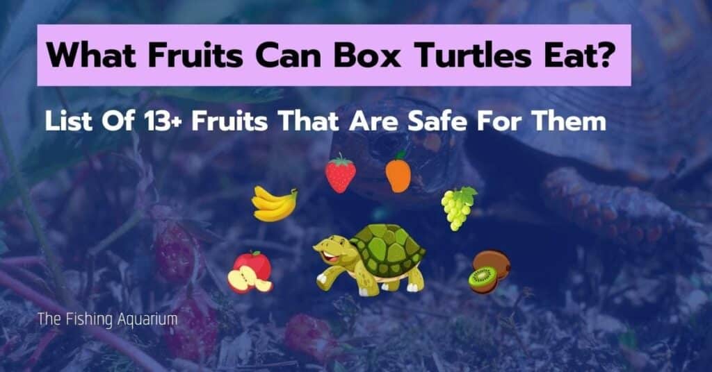 What Fruits Can Box Turtles Eat