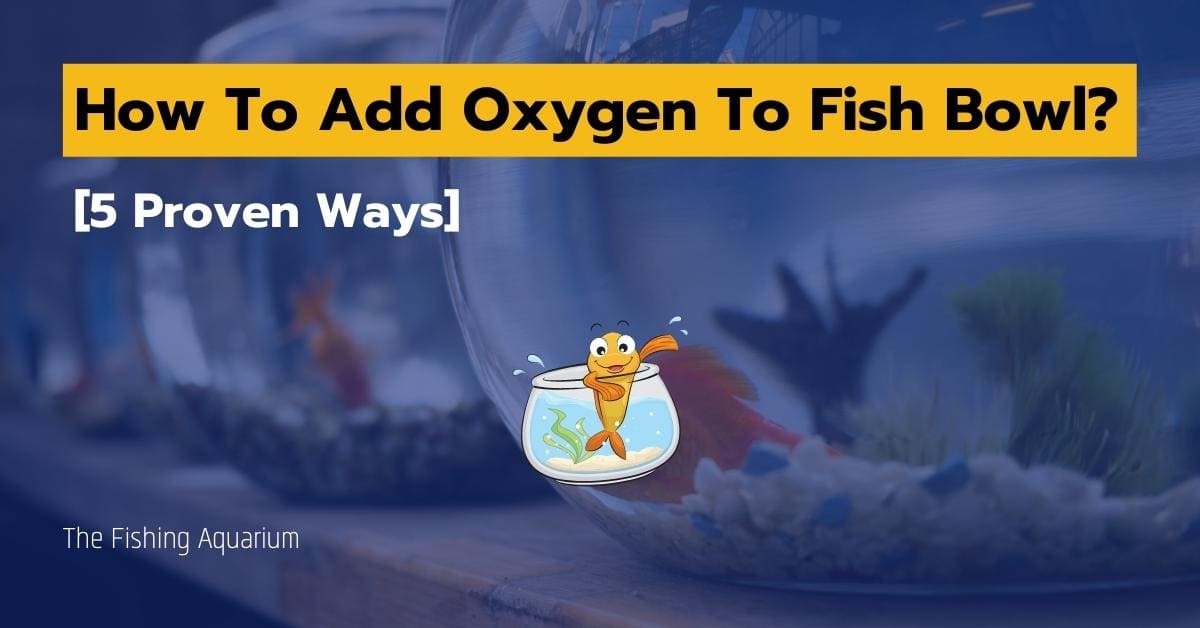 How To Add Oxygen To Fish Bowl