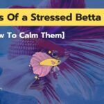 Signs Of a Stressed Betta Fish