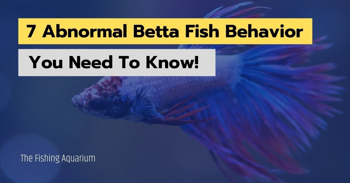 7 Abnormal Betta Fish Behavior