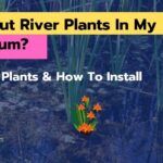 Can I Put River Plants In My Aquarium