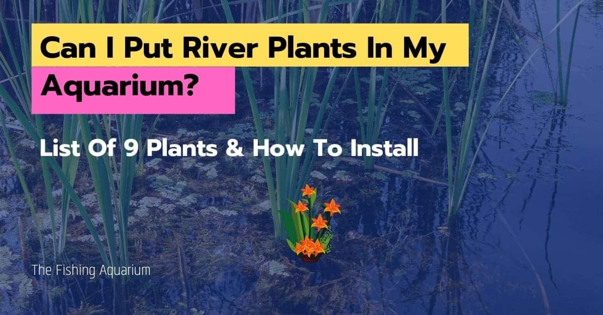 Can I Put River Plants In My Aquarium