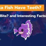 Do Betta Fish Have Teeth? [Do They Bite & 3 Interesting Facts]