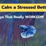 How To Calm a Stressed Betta Fish? [My 13 Ways Worked]