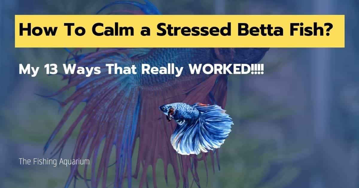 How To Calm a Stressed Betta Fish