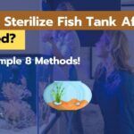 How To Sterilize Fish Tank After Fish Died? [My 8 Solutions]