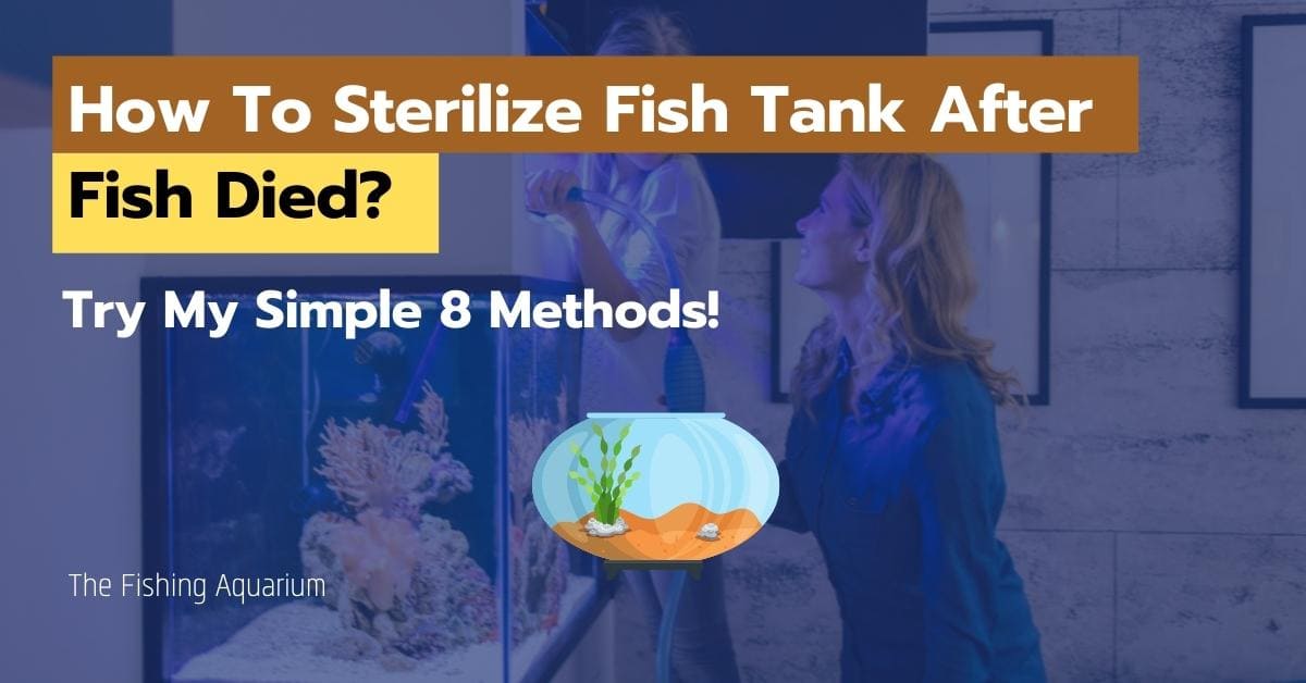 How To Sterilize Fish Tank After Fish Died