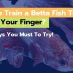 How To Train a Betta Fish To Follow Your Finger [7 Tricks]