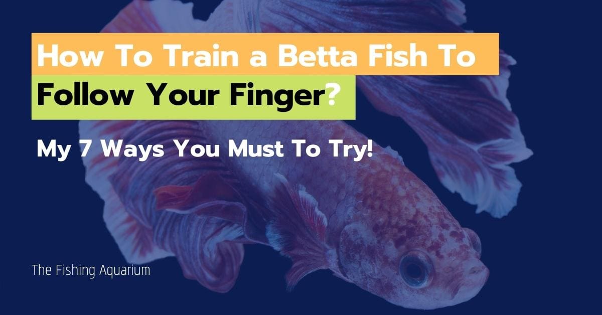 How To Train a Betta Fish To Follow Your Finger