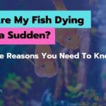 Why Are My Fish Dying All Of a Sudden? [9 Possible Reasons]