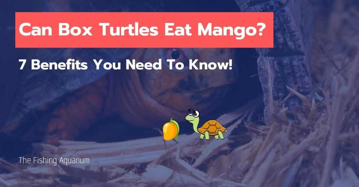 Can Box Turtles Eat Mango