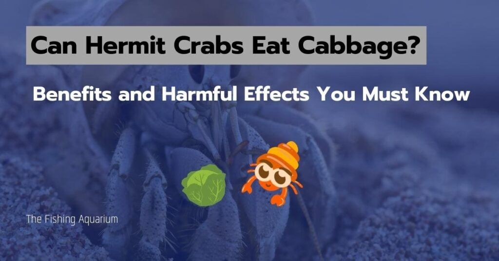 Can Hermit Crabs Eat Cabbage