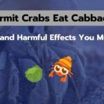 Can Hermit Crabs Eat Cabbage? [5 Benefits and Harmful Effects]