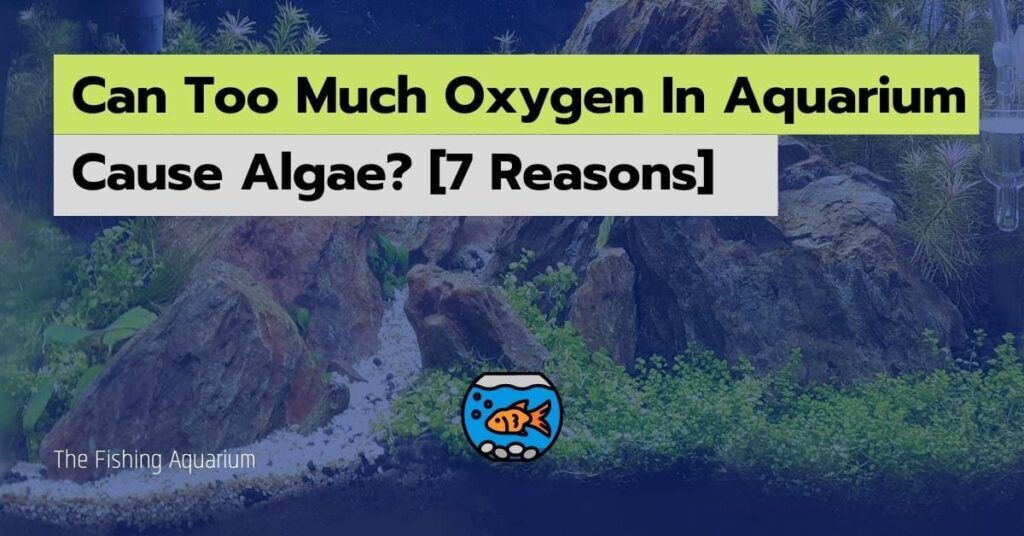 Can Too Much Oxygen In Aquarium Cause Algae