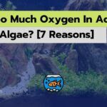 Can Too Much Oxygen In Aquarium Cause Algae