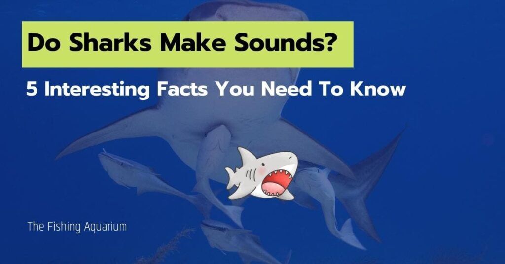 Do Sharks Make Sounds