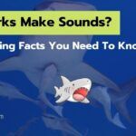 Do Sharks Make Sounds? [5 Interesting Facts You Must Know]