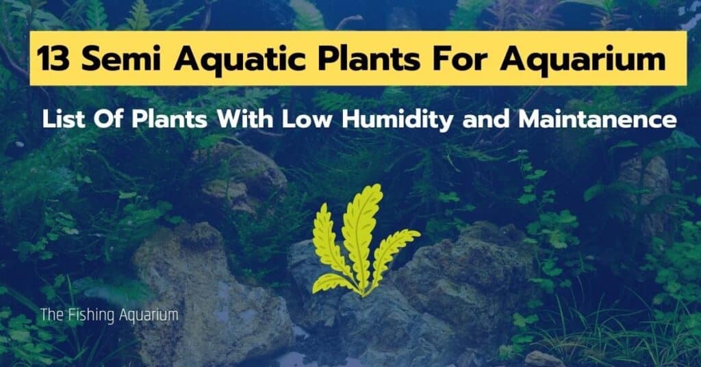 Semi Aquatic Plants For Aquarium