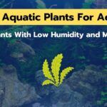 13 Semi Aquatic Plants For Aquarium [Low Humidity Plants]