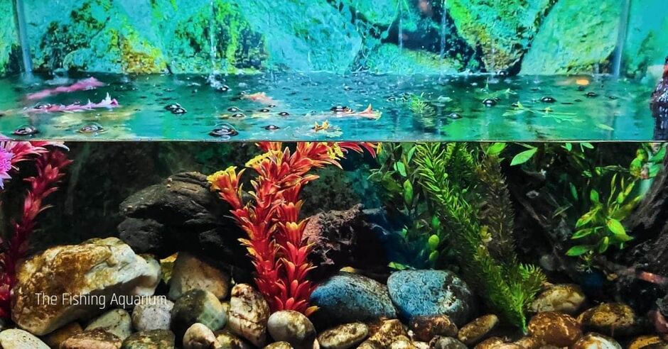 can-too-much-oxygen-in-aquarium-cause-algae-7-reasons