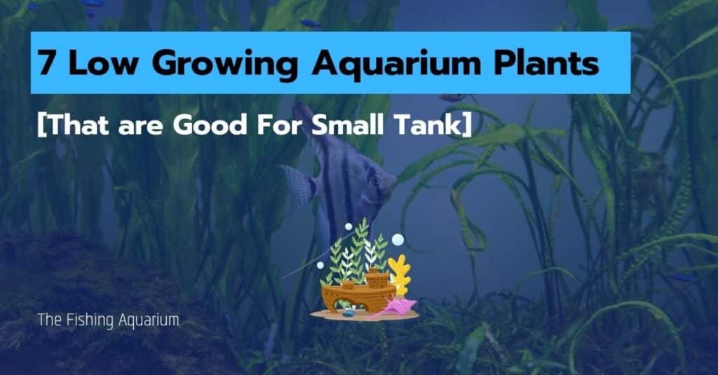 7 Low Growing Aquarium Plants