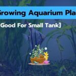 7 Low Growing Aquarium Plants [Good For Small Fish Tank]