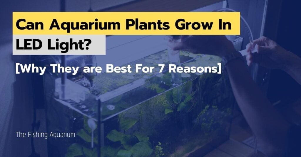Can Aquarium Plants Grow In LED Light